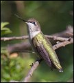 _3SB7666 rufous hummingbird female